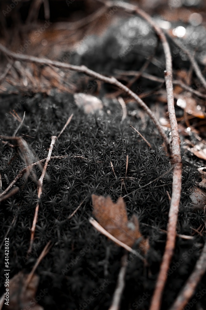 Fall in the forest Fall in the forest