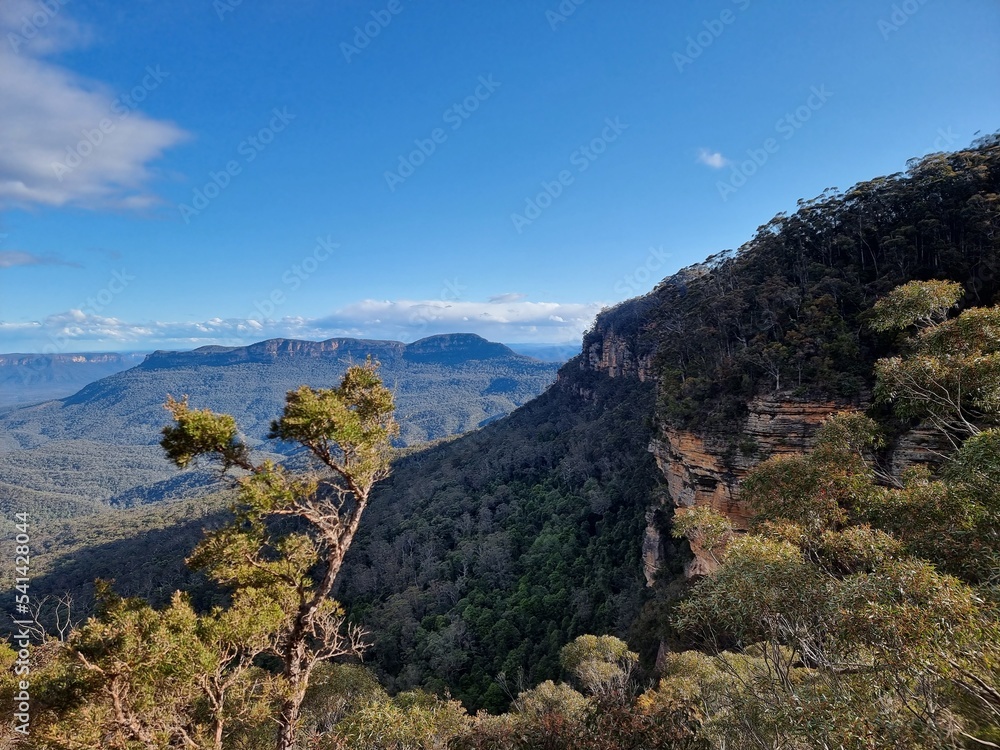 Naklejka premium View of Australian Eucalypt Forest on the Prince Henry Cliff Track in the Blue Mountains of New south Wales