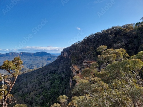 View of Australian Eucalypt Forest on the Prince Henry Cliff Track in the Blue Mountains of New south Wales © Diane