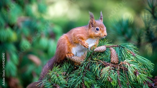 Red squirrel in pine tree © Michael Conrad