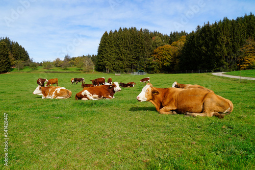a peaceful scenery with cows grazing on the sun-drenched green meadow in the Bavarian countryside in Birkach on a clear day with the vast blue sky, Germany photo