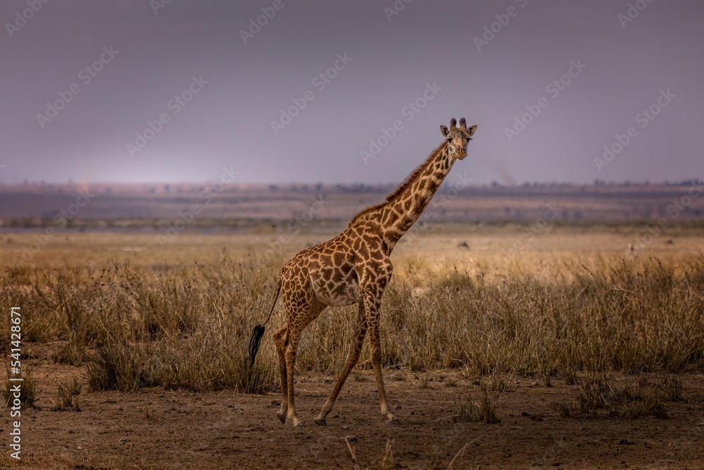Fototapeta premium A giraffe in the Amboseli National Park, Kenya