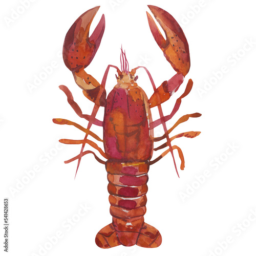 Watercolor hand drawn illustration with lobster