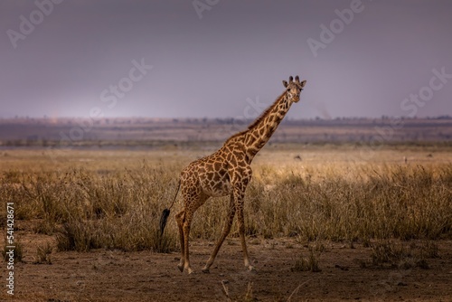 A giraffe in the Amboseli National Park, Kenya
