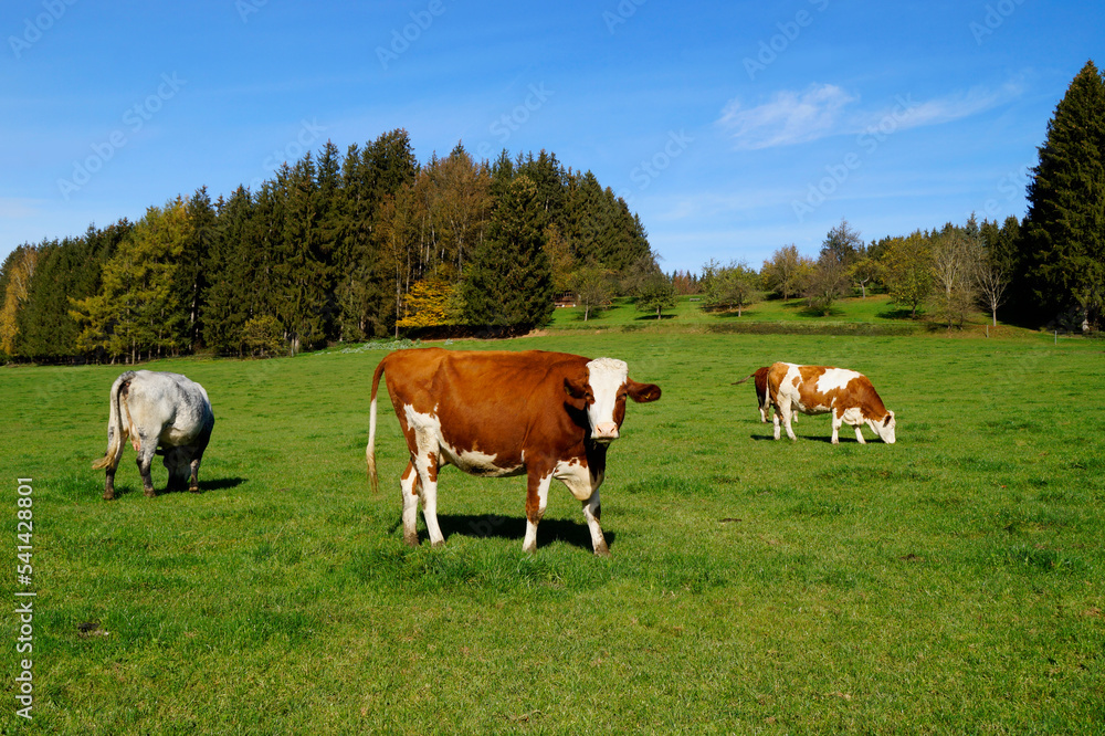 a peaceful scenery with cows grazing on the sun-drenched green meadow in the Bavarian countryside in Birkach on a clear day with the vast blue sky, Germany