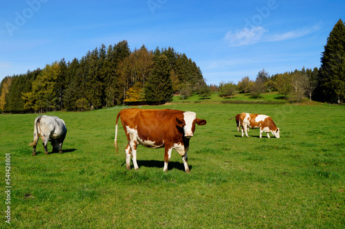 a peaceful scenery with cows grazing on the sun-drenched green meadow in the Bavarian countryside in Birkach on a clear day with the vast blue sky, Germany photo