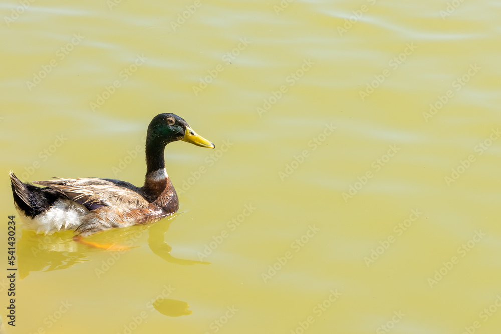 Fototapeta premium duck on the water