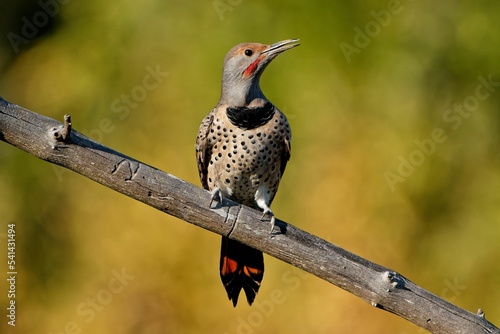 Картината върху платно Closeup shot of a northern flicker on the branch of a tree