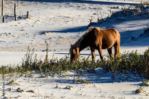 фотографія Closeup of a Cumberland Island horse grazing