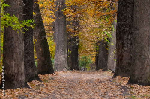 autumn in the park, autumn in Аlmaty