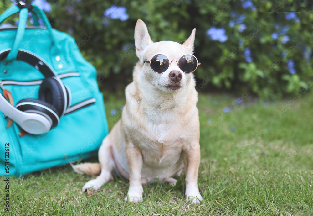  brown short hair chihuahua dog wearing sunglasses  sitting  with travel accessories, backpack, headphones  in the garden with purple flowers. travelling  with animal concept.