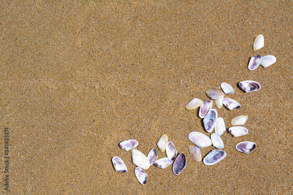 Many beautiful sea shells on wet sand, flat lay. Space for text