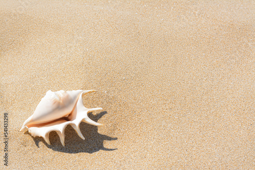 Sandy beach with beautiful seashell on sunny day, space for text © New Africa