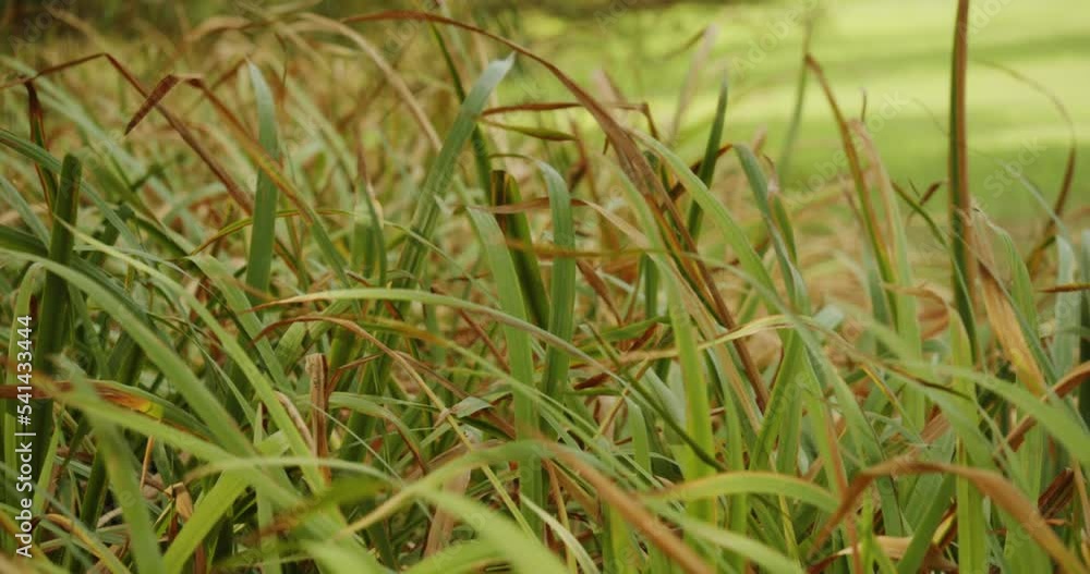 Beautiful green long meadow waving on windy day, static view Beautiful green long meadow waving on windy day, static view