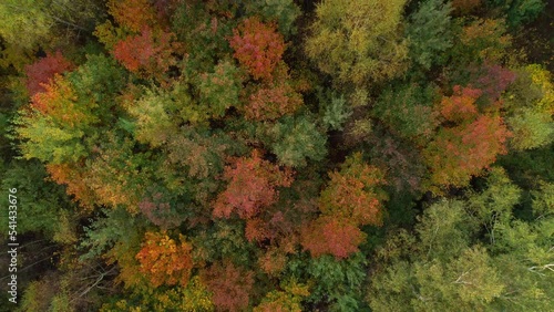 Wallpaper Mural Aerial bird's eye view of colorful autumn leaves of dense, moody deciduous forest. Aerial top view. Torontodigital.ca