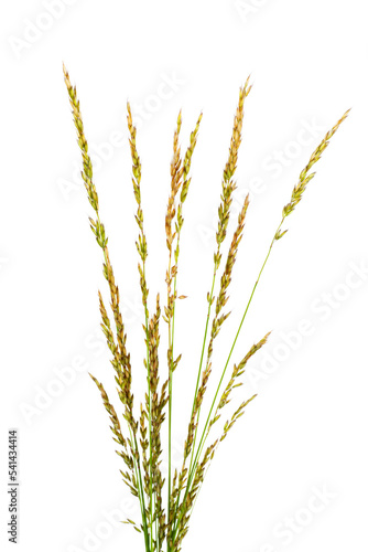 BROMUS (POACEAE) plant grass Isolated on white background