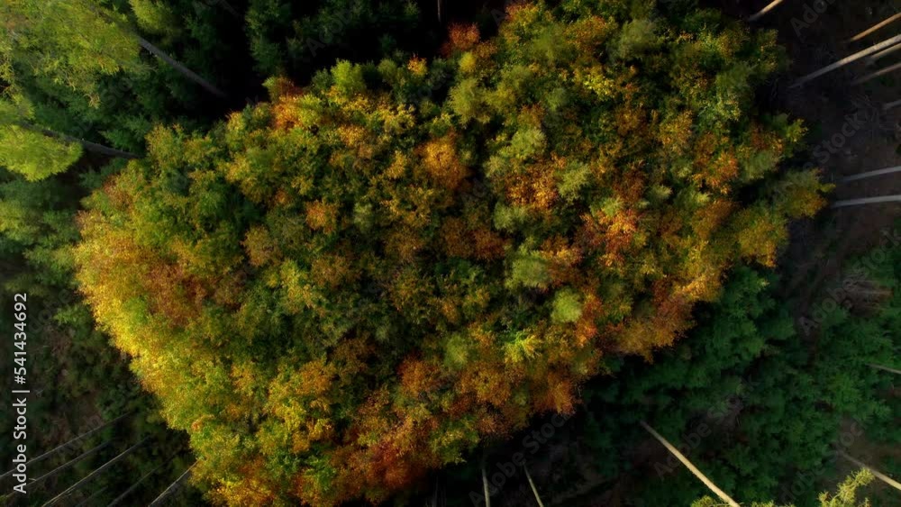 Vidéo Stock Newly planted trees in a clearing in the middle of the ...