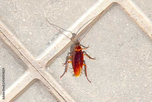 Large cockroach walking on white tiles
