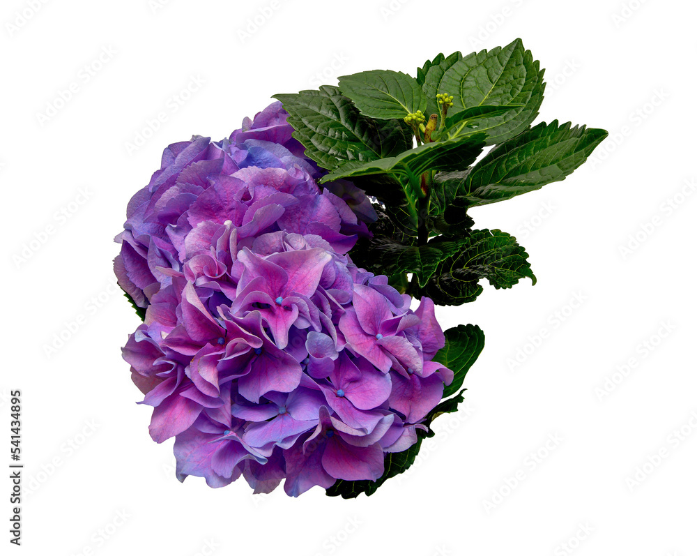 Fototapeta premium Violet pink hydrangea flower on leaves background, top view, png file 
