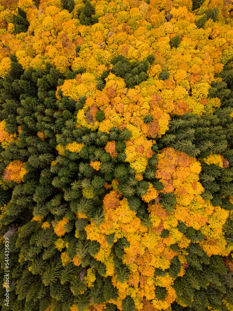 autumn landscape in the mountains, view from drone, bulgaria
autumn landscape in the mountains, view from drone, bulgaria