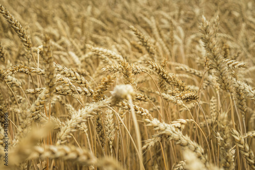 Close-up of a wheat field  ripe ears of wheat. Selective focus. The concept of agriculture. World Food Crisis.