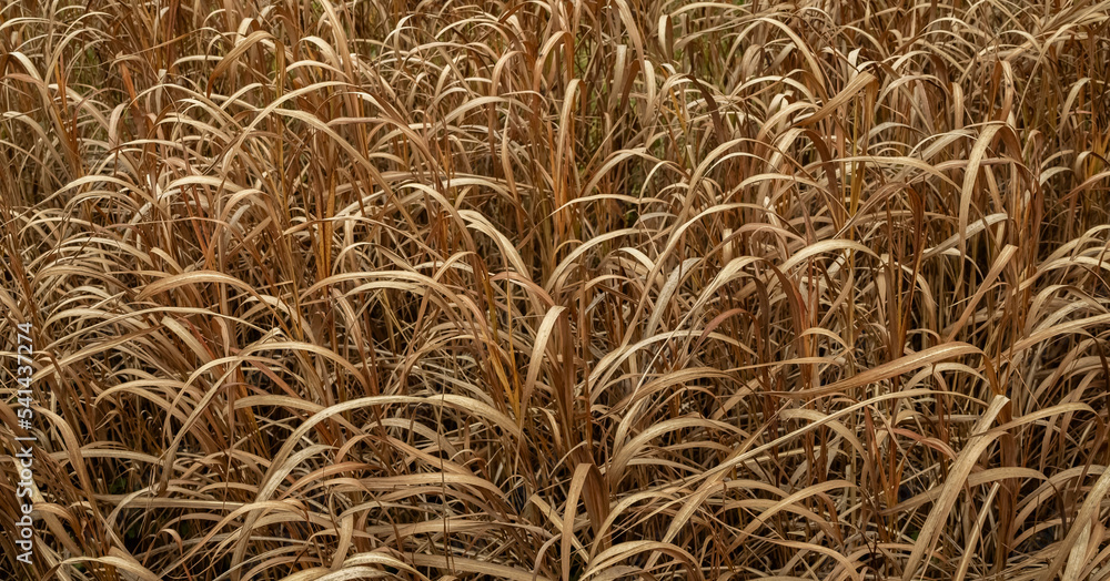 Abstract background in the form of many dry stems Abstract background in the form of many dry stems
