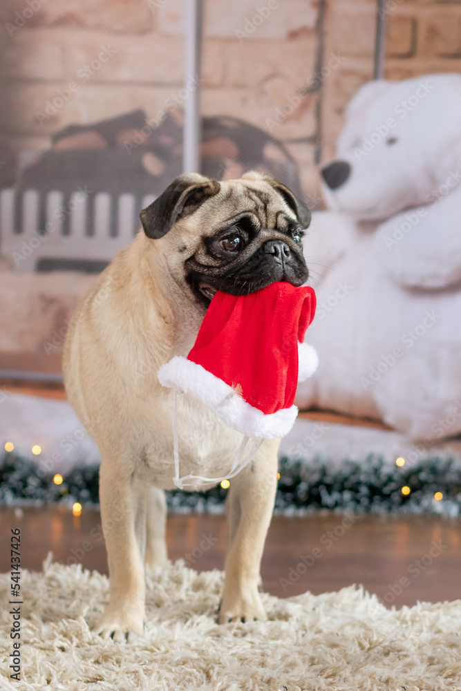 Pug dog portrait with Santa's red hat hanging from mouth