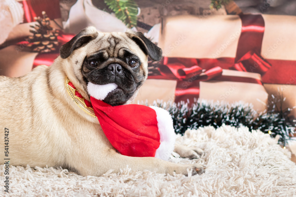Pug dog lying on its side with red Santa Claus hat in its mouth in Christmas scenery.