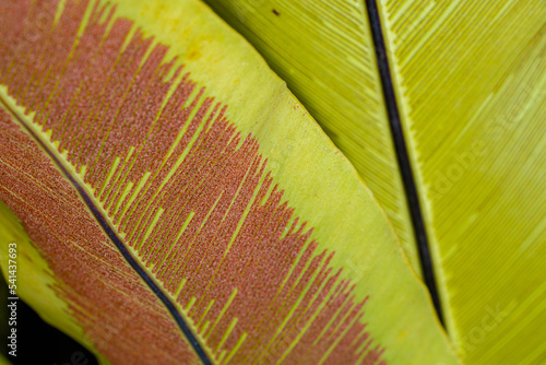 The back of Bird's nest fern leaves
 photo