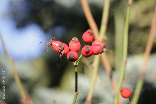 Closeup shot of red rosehip buds on branches photo