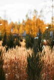 Vertical selective focus of common reed grass in a park in autumn