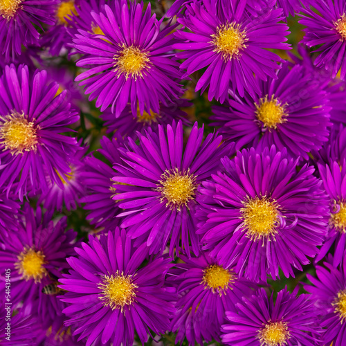 Gorgeous asters in the color of fuchsia as background