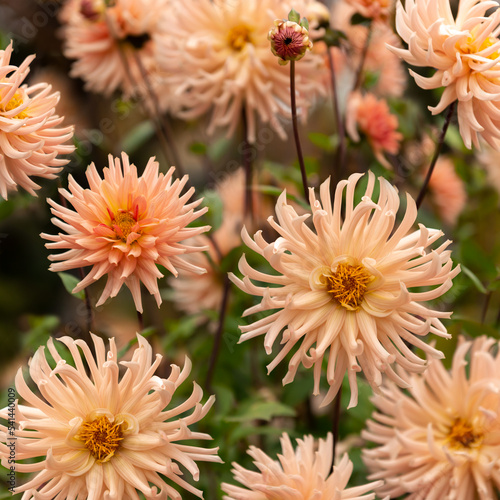 Blooming dahlias in the garden on an autumn cloudy day