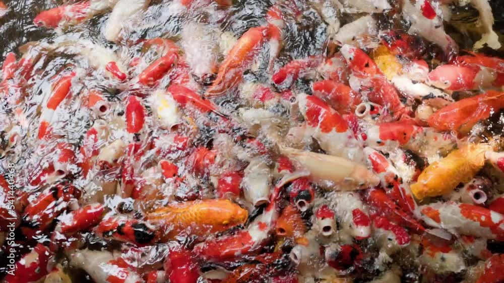 many koi fishs are swimming on water surface of pool in fish farm. many koi fishs are swimming on water surface of pool in fish farm.