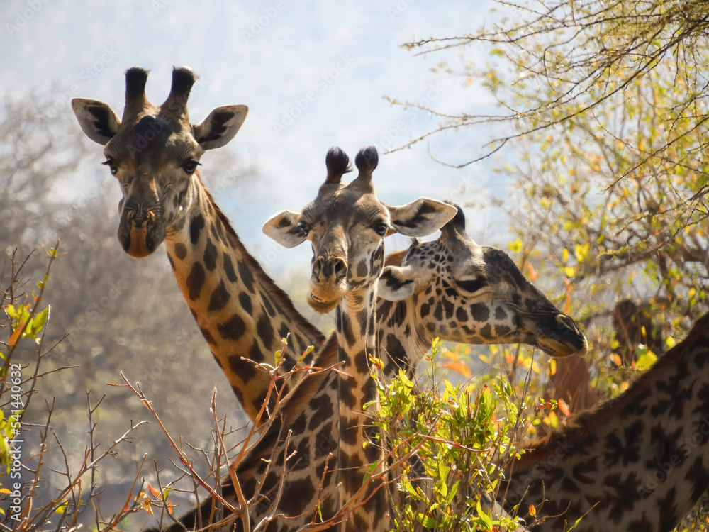 Obraz premium Three Heads of the Serengeti