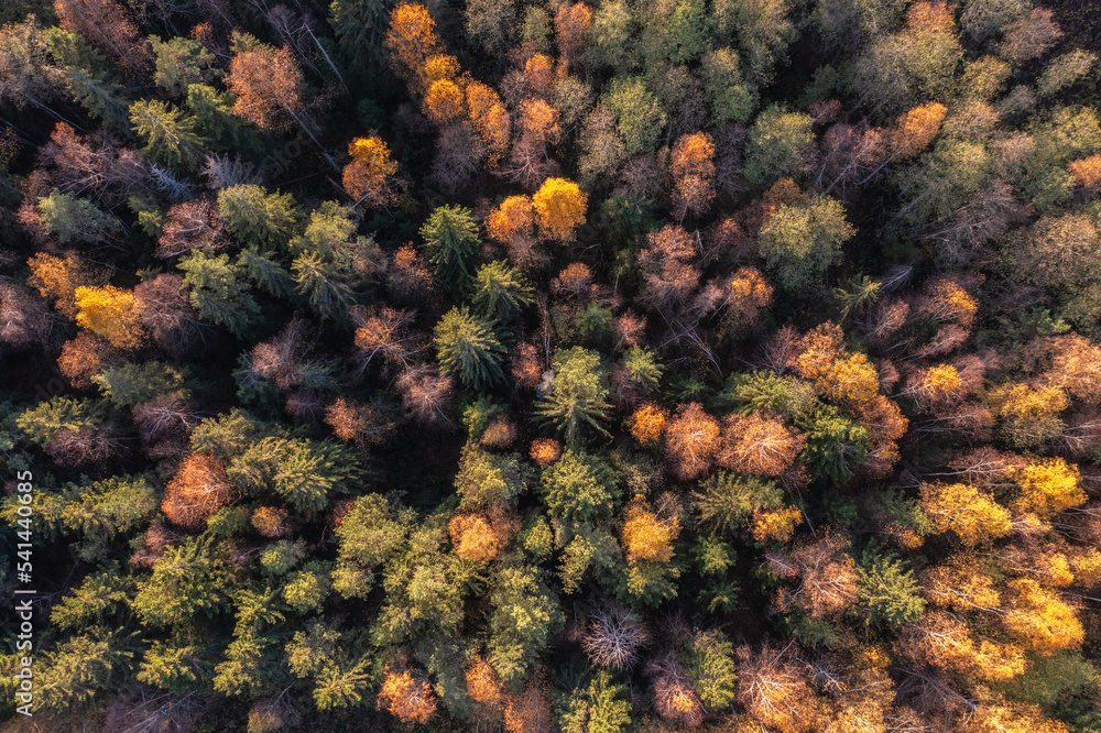 Aerial drone view over beautiful autumn forest landscape. Colourful trees in the wood. Aerial drone view over beautiful autumn forest landscape. Colourful trees in the wood.