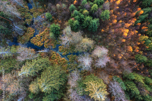 Aerial drone view over beautiful autumn forest and swamp landscape. Colourful trees in the wood. © Jevgenija Zukova