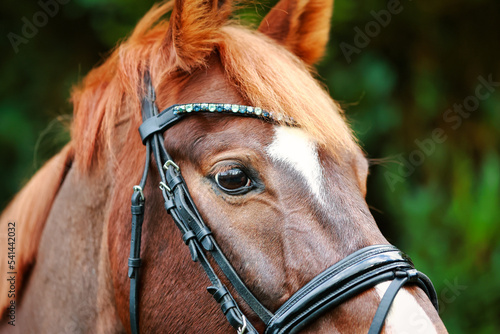 Horse head close-up of the eye, horse separated, image with gradient focus to background.. © RD-Fotografie