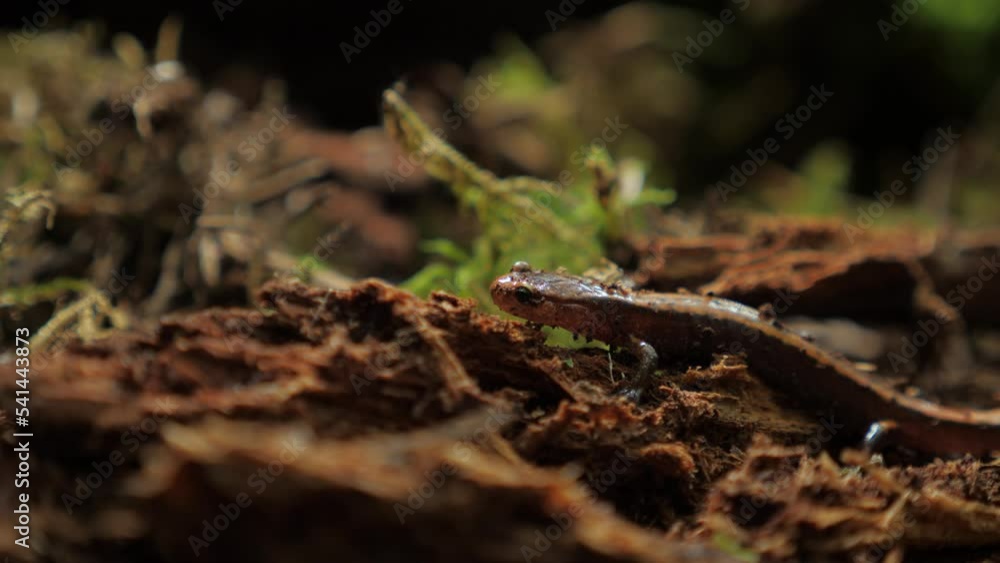 Close up of Long-Toed Salamander in Forest Close up of Long-Toed Salamander in Forest