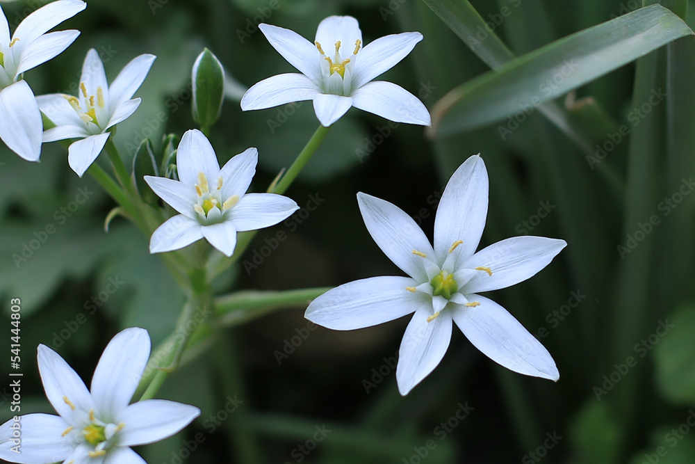 Fototapeta premium White flowers in the garden