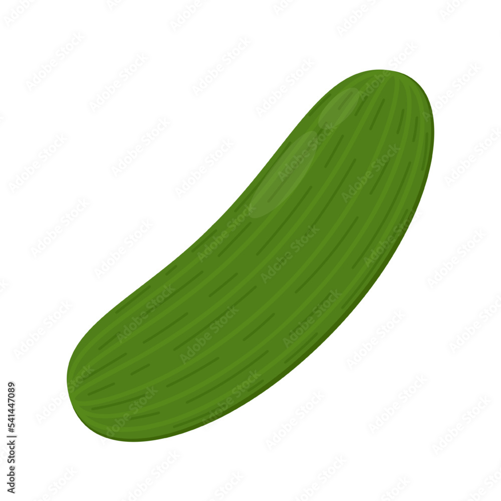 Cucumber vector illustration on white background. Cucumber vector illustration on white background.