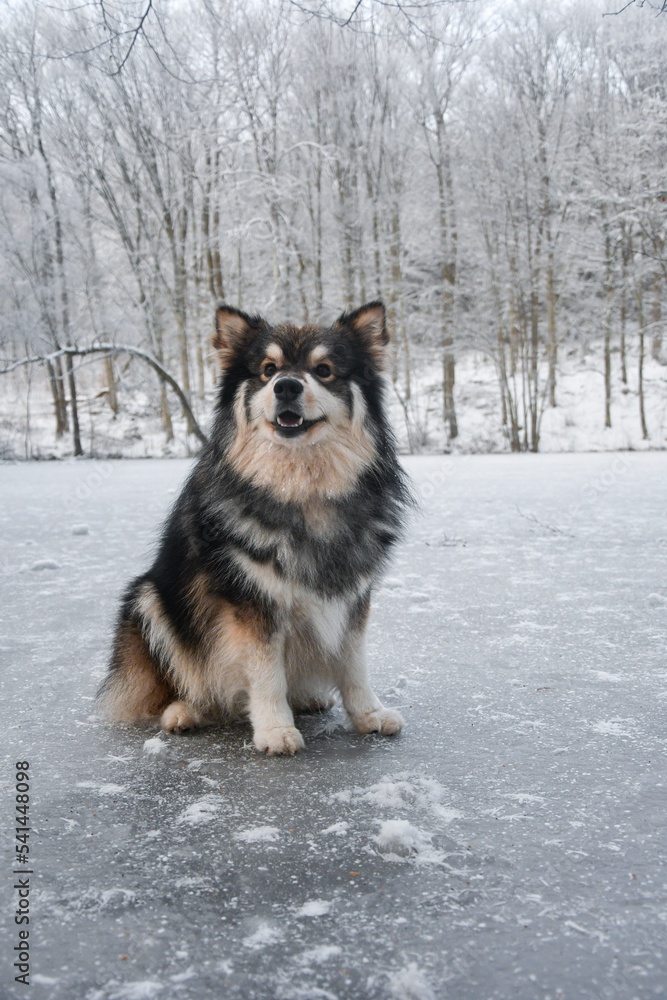Portrait of Finnish Lapphund dog in winter Portrait of Finnish Lapphund dog in winter
