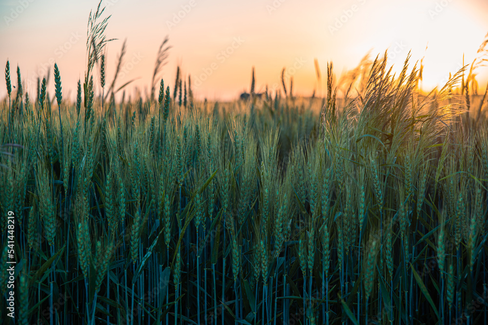 A farmland against the setting sun. A wheat field during sunset. Ripening rye ears against the backdrop of the sun. Cereal cultivation concept.