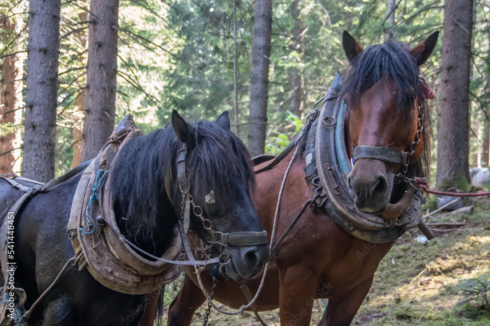 Domestic horses from farm at country side having rest after pulling freshly cut logs and timber from forest to local timber factory for final production Domestic horses from farm at country side having rest after pulling freshly cut logs and timber from forest to local timber factory for final production