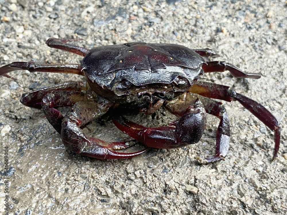 crab on the ground