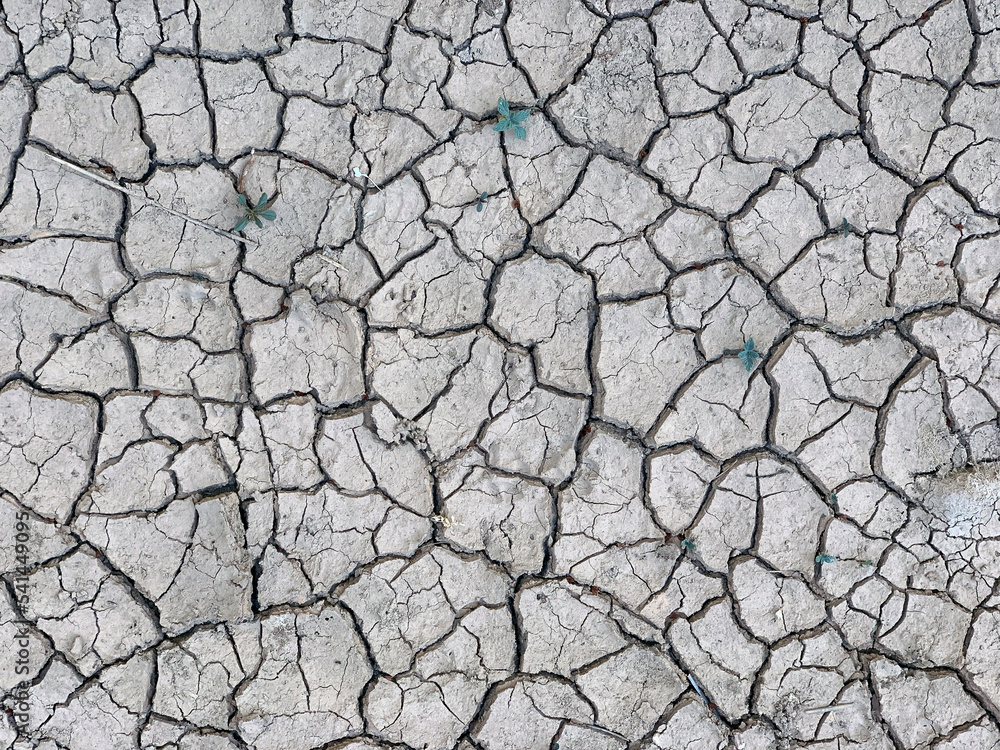 seedlings sprouting in dry cracked ground close-up seedlings sprouting in dry cracked ground close-up