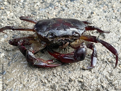 crab on the ground