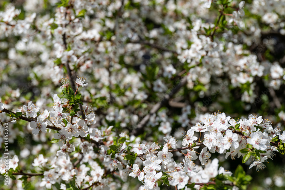 Beautiful branches of blossoming plums. Beautiful abstract spring background. Beautiful branches of blossoming plums. Beautiful abstract spring background.
