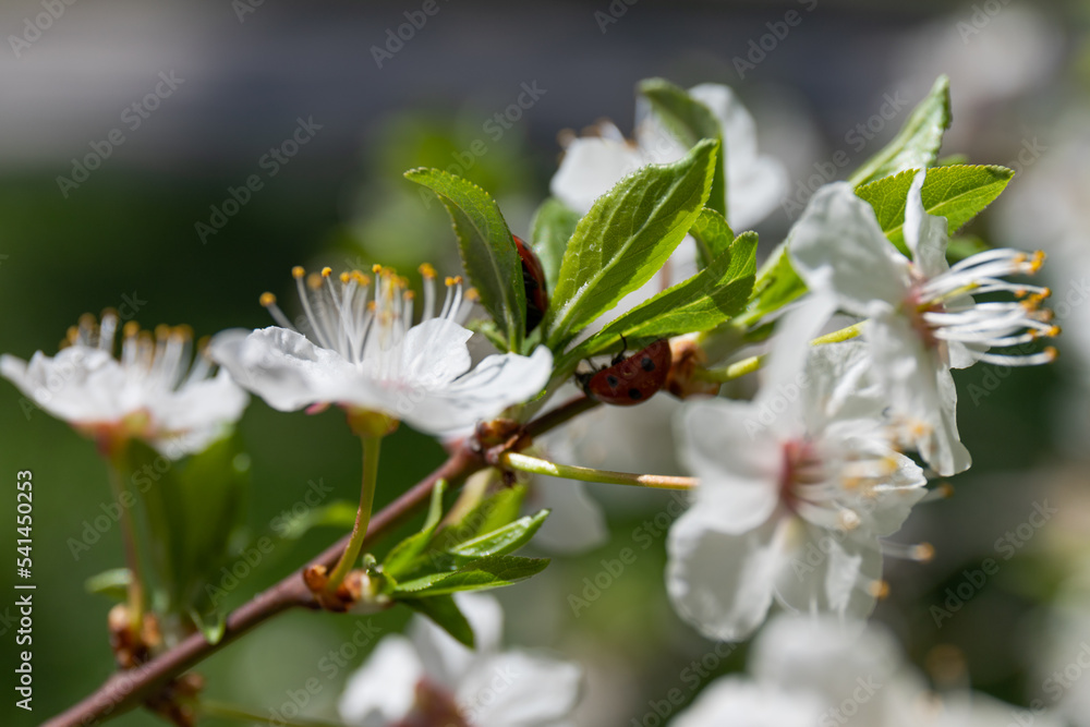 Beautiful branches of blossoming plums. Beautiful abstract spring background. Beautiful branches of blossoming plums. Beautiful abstract spring background.