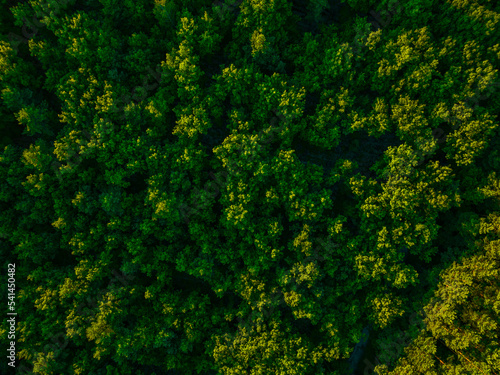 View of the forest from the drone. Concept of forest and trees from the air. Taking care of the environment.